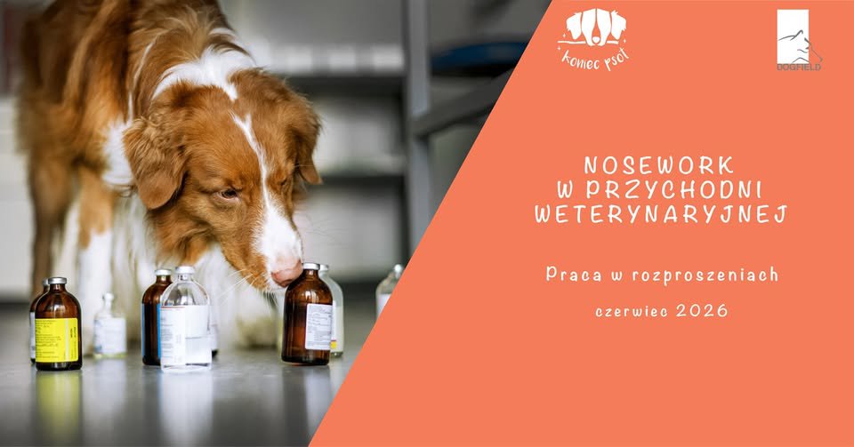 Trening nosework w przychodni weterynaryjnej