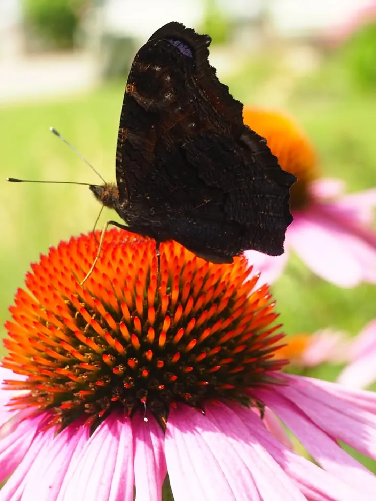 Owady i inne bezkręgowce w Łazienkach