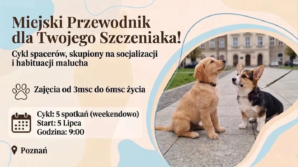 Miejski przewodnik dla szczeniaka – kurs socjalizacji
