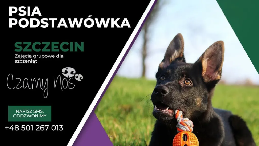 Psia podstawówka – szkolenie dla juniorów