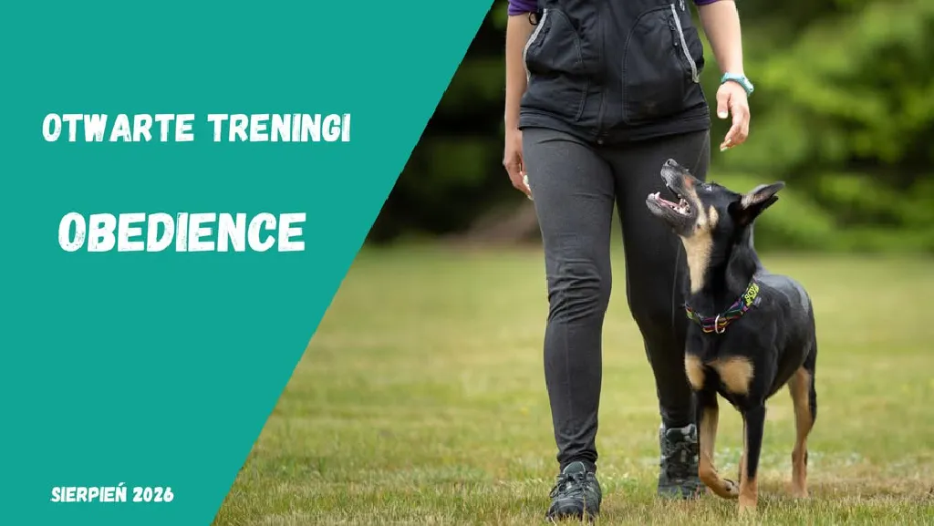 Otwarty trening obedience – praca równoległa