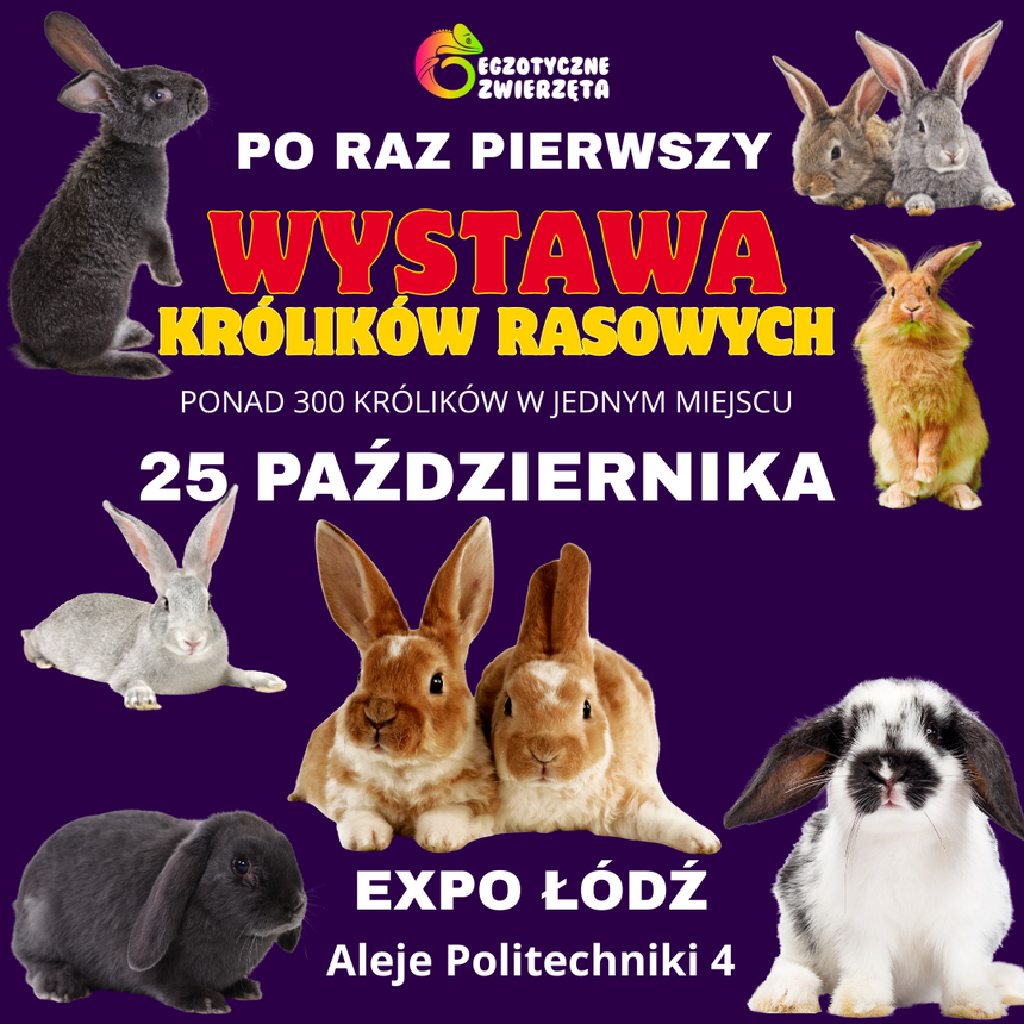 Wystawa królików rasowych – Hala Expo