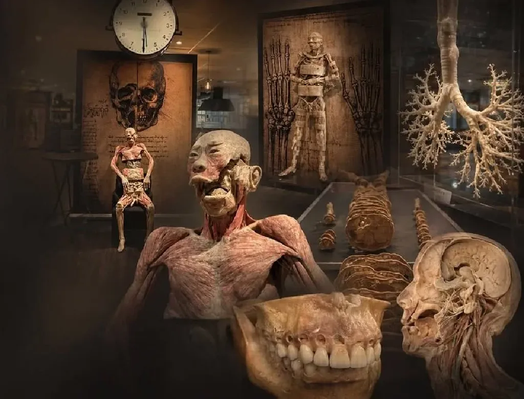 Prawdziwe Ciała Ludzkie – wystawa anatomiczna