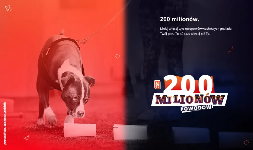 Zawody Nosework Polska w Łodzi