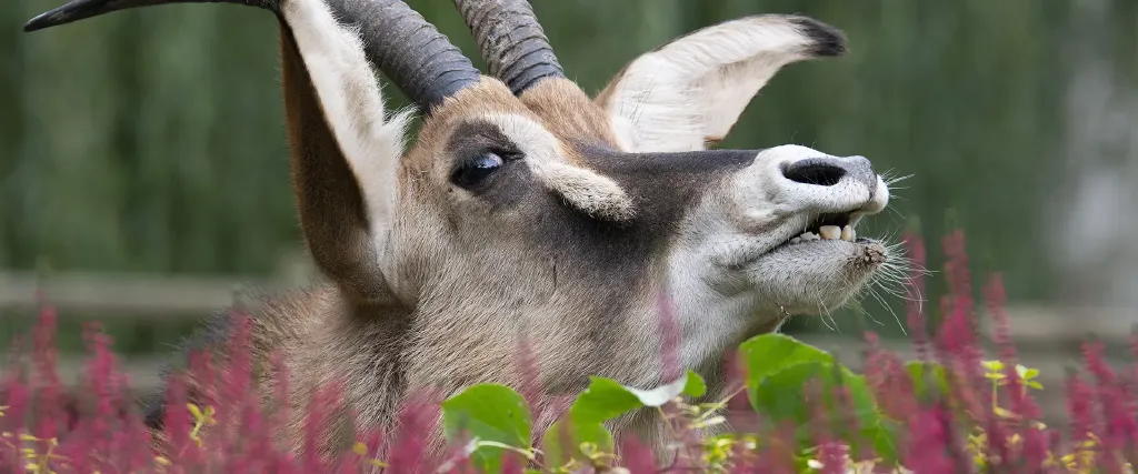 Ogród Zoologiczny w Krakowie