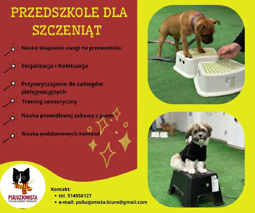 Przedszkole dla szczeniąt – kurs szkoleniowy