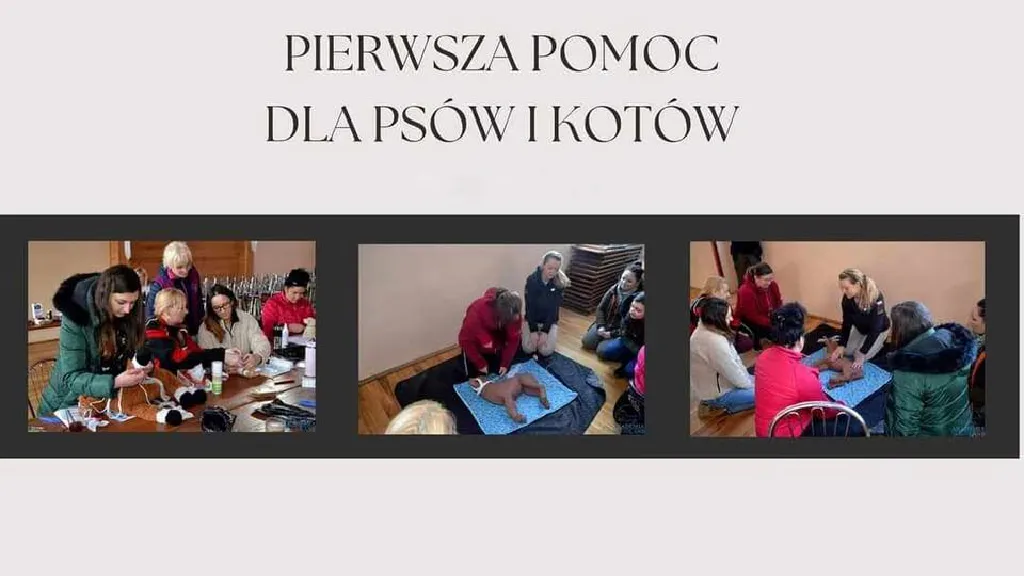 Pierwsza pomoc przedweterynaryjna dla psów i kotów – warsztaty