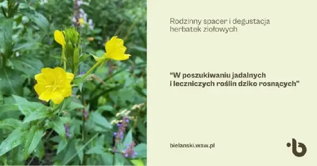 W poszukiwaniu jadalnych i leczniczych roślin – spacer rodzinny
