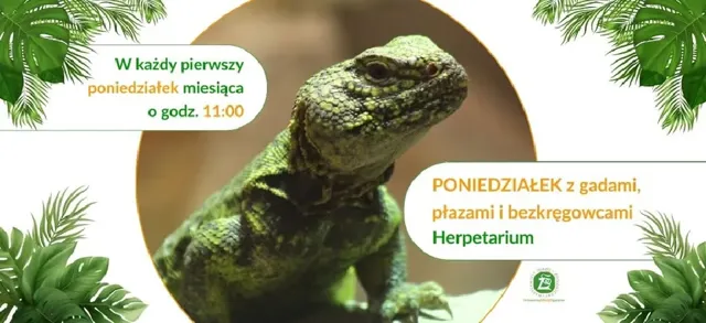 Poniedziałek z gadami, płazami i bezkręgowcami