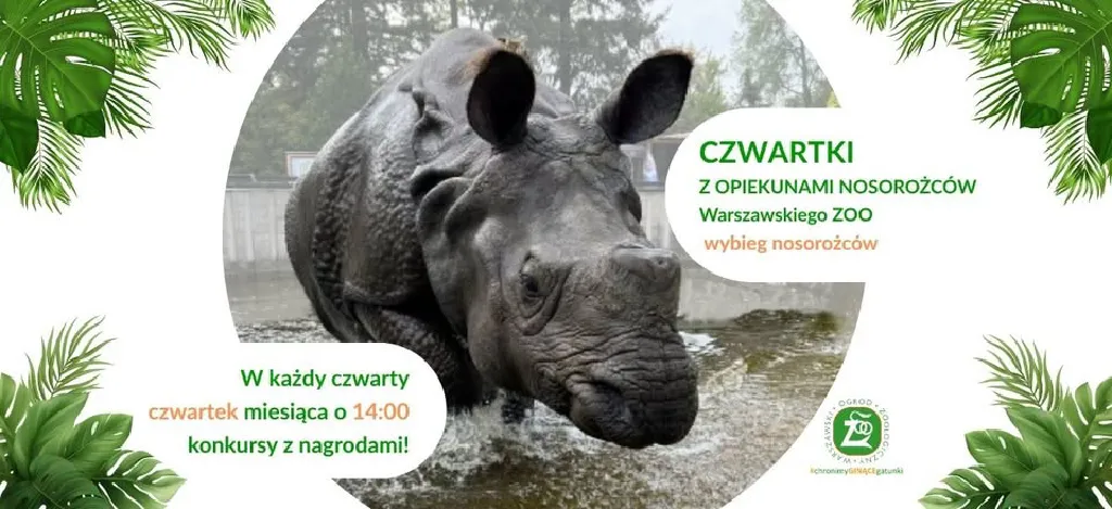 Czwartek z nosorożcem w Warszawskim ZOO