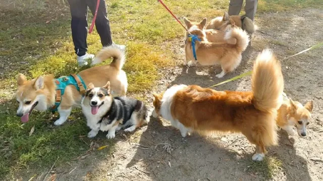 Spotkanie corgi – Las Arkoński