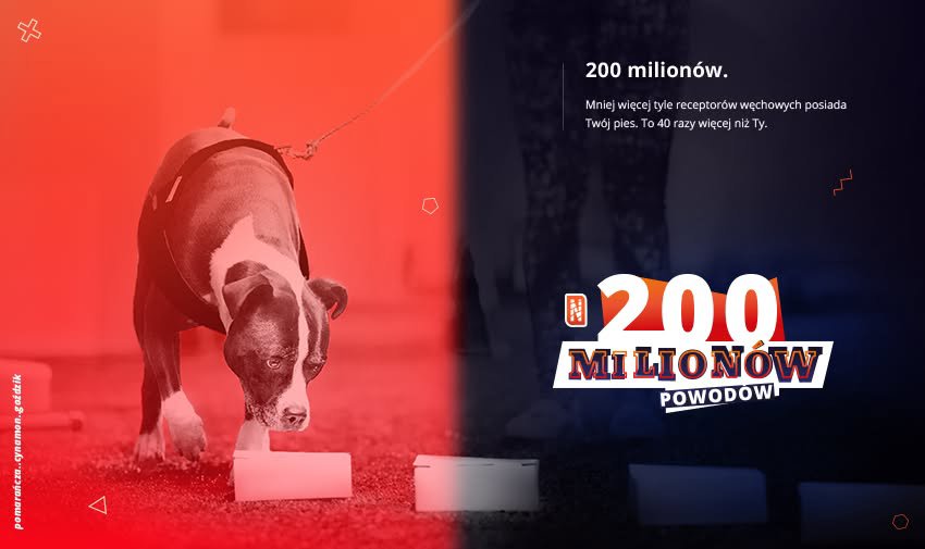 Zawody Nosework Polska z Psinoskiem w Szwalni Kraków