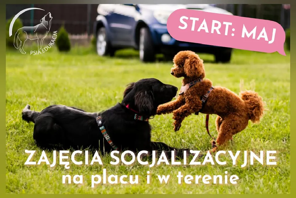 Zajęcia socjalizacyjne dla psów