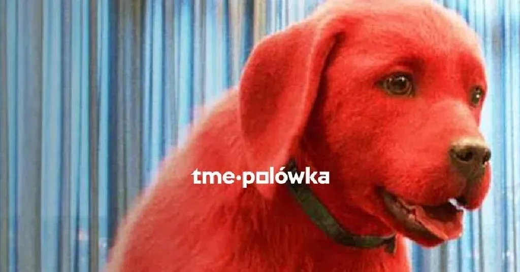 Psia Polówka – Clifford: Wielki Czerwony Pies w Porcie Łódź