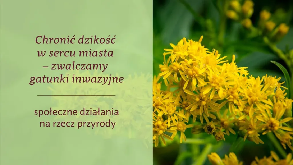 Ochrona przyrody w rezerwacie Morysin