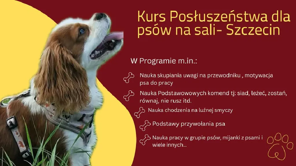 Kurs Podstawowego Posłuszeństwa Psów – szkolenie