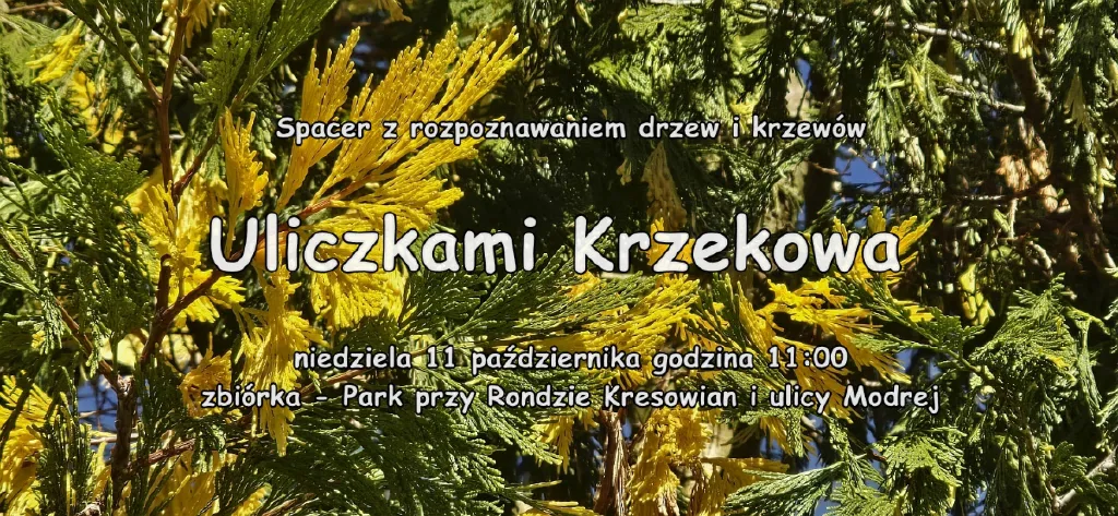 Rozpoznawanie drzew i krzewów – spacer po Krzekowie