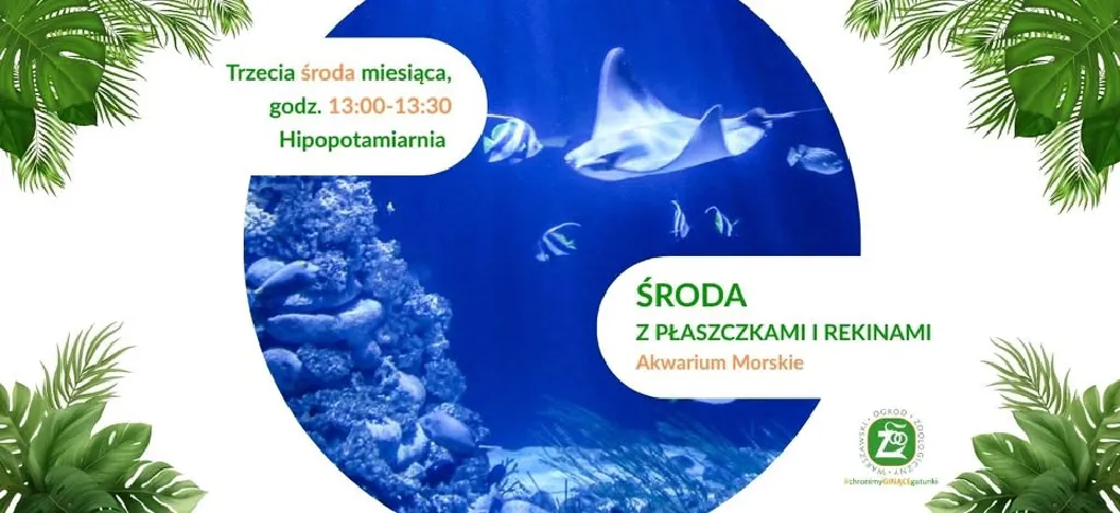 Środa z płaszczkami i rekinami w Warszawskim ZOO