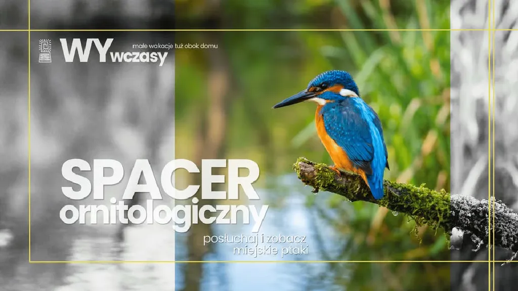 Spacer ornitologiczny – WYwczasy